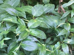 Vincetoxicum rossicum