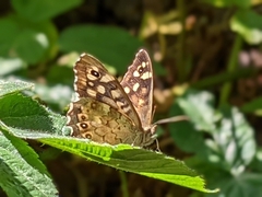 Pararge aegeria