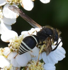 Ancistrocerus albolacteus