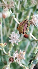 Carpocoris mediterraneus atlanticus