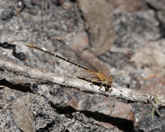 Argia moesta