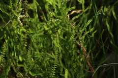 Selaginella uliginosa