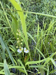 Sagittaria