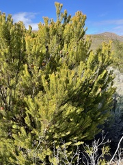 Leucadendron teretifolium