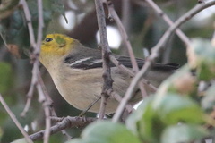 Setophaga occidentalis