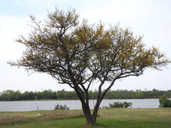 Vachellia caven