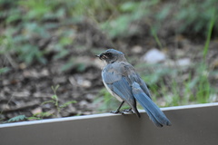 Aphelocoma wollweberi