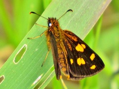 Metisella metis paris