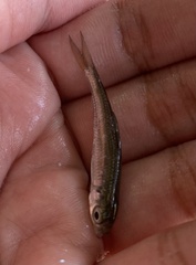 Luxilus chrysocephalus