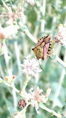 Carpocoris mediterraneus atlanticus