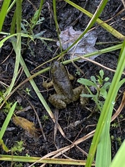 Lithobates clamitans