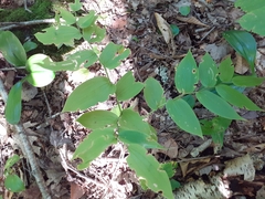 Streptopus lanceolatus