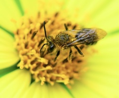 Andrena helianthi