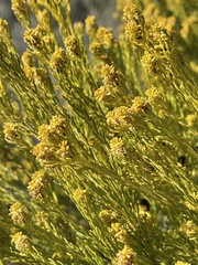 Leucadendron teretifolium