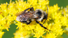 Bombus citrinus