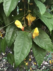Thunbergia mysorensis