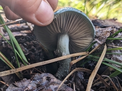 Stropharia caerulea