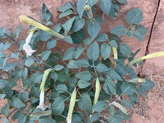 Datura wrightii