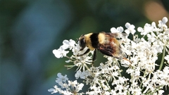 Eristalis flavipes
