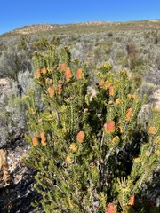 Leucadendron teretifolium