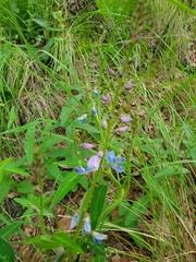 Desmodium batocaulon