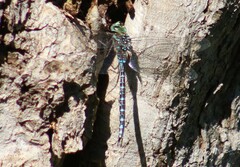 Aeshna canadensis