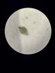 Eleocharis retroflexa