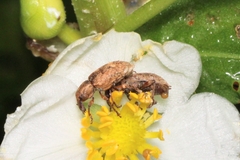 Curculionoidea