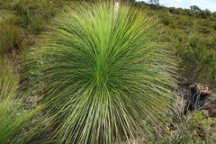 Xanthorrhoea