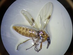Dilophus