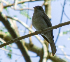 Contopus cinereus