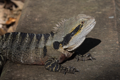 Intellagama lesueurii