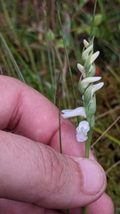 Spiranthes cernua