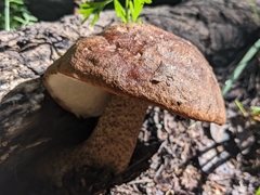 Leccinum insigne