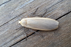 Eilema depressa