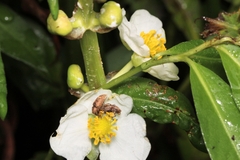 Curculionoidea