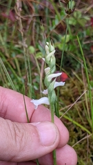 Spiranthes cernua