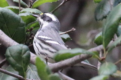 Setophaga nigrescens