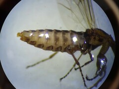 Dilophus