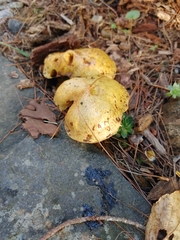 Suillus americanus