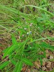 Desmodium batocaulon
