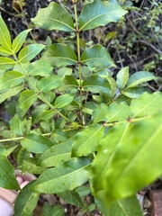Zanthoxylum