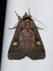 Adelphagrotis indeterminata