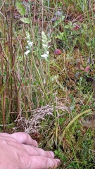Spiranthes cernua