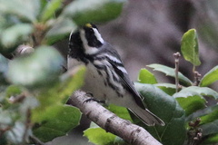 Setophaga nigrescens