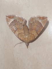 Eulithis testata