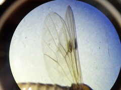 Dilophus