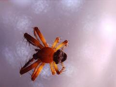 Araneus triguttatus