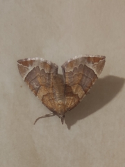 Eulithis testata