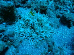 Heteractis crispa